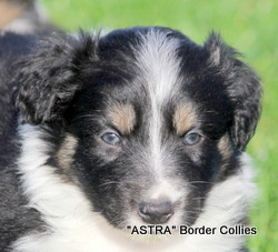 Tricolour FEMALE border collie puppy